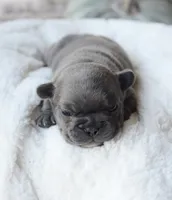 Vixenn, a male French Bulldog for sale in Jonesboro, LA – Photo 4 of 5