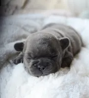 Vixenn, a male French Bulldog for sale in Jonesboro, LA – Photo 2 of 5