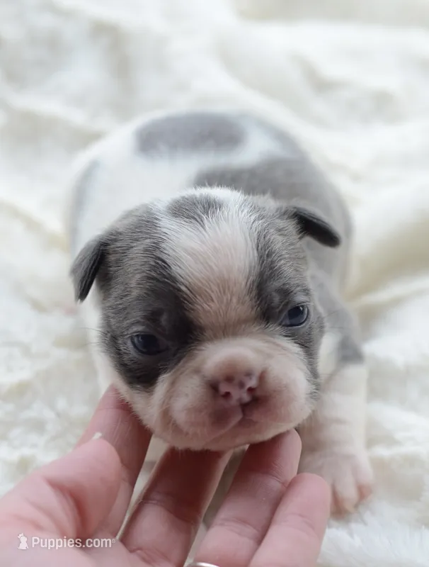 AKC boy 4 – Boston Terrier puppy for sale in Jonesboro, LA