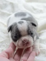 AKC boy 4, a male Boston Terrier for sale in Jonesboro, LA – 6 of 9