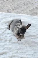 AKC Sable, a male French Bulldog for sale in Jonesboro, LA – 3 of 10