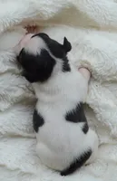 AKC girl 3, a female Boston Terrier for sale in Jonesboro, LA – 9 of 9