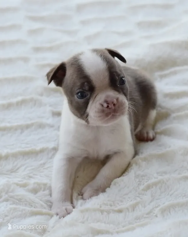 AKC boy 1 – Boston Terrier puppy for sale in Jonesboro, LA