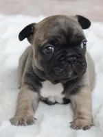 AKC Sable, a male French Bulldog for sale in Jonesboro, LA – 6 of 10