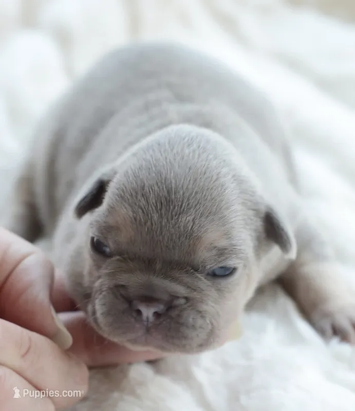 AKC blue – French Bulldog puppy for sale in Jonesboro, LA