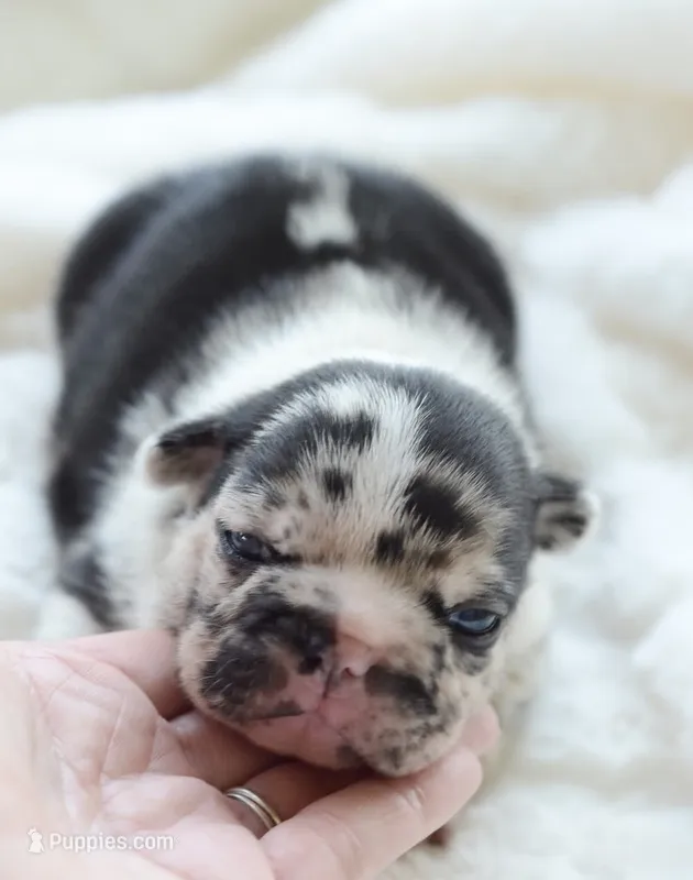 AKC Merle – French Bulldog puppy for sale in Jonesboro, LA