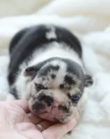 AKC Merle, a male French Bulldog for sale in Jonesboro, LA – 1 of 3