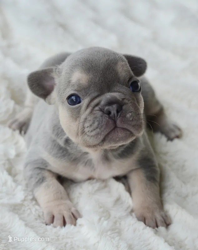 AKC blue – French Bulldog puppy for sale in Jonesboro, LA