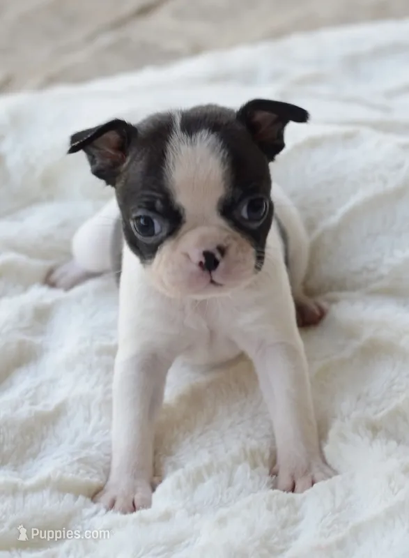 AKC girl 3 – Boston Terrier puppy for sale in Jonesboro, LA