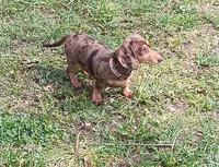 Chip, a male Dachshund for sale in Neosho, MO – Photo 4 of 8