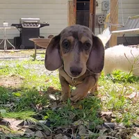 Chip, a male Dachshund for sale in Neosho, MO – Photo 2 of 7