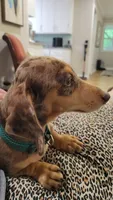 Chip, a male Dachshund for sale in Neosho, MO – Photo 3 of 8
