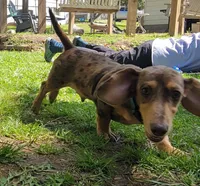 Chip, a male Dachshund for sale in Neosho, MO – Photo 1 of 7