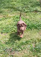 Chip, a male Dachshund for sale in Neosho, MO – Photo 5 of 8