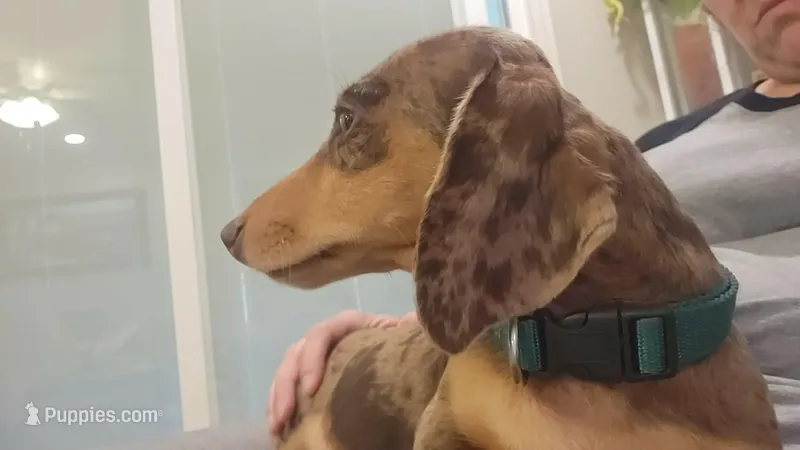 Chip – Dachshund puppy for sale in Neosho, MO