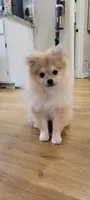 AKC POMERANIAN Teddy, a male Pomeranian for sale in Neosho, MO – 9 of 10