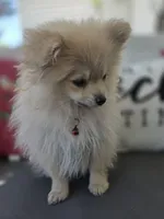 Todd , a male Pomeranian for sale in Neosho, MO – 4 of 5