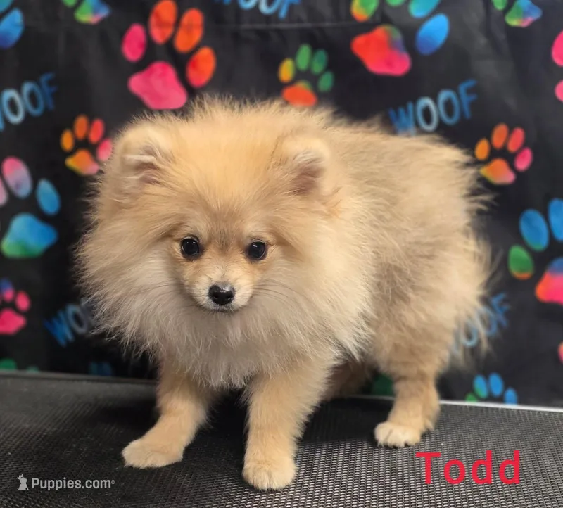 Todd  – Pomeranian puppy for sale in Neosho, MO