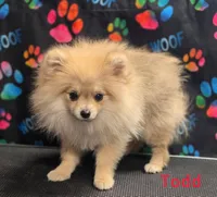 Akc Pomeranian Todd , a male Pomeranian for sale in Neosho, MO – 2 of 9