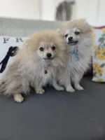 Todd , a male Pomeranian for sale in Neosho, MO – 3 of 5