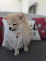 Todd , a male Pomeranian for sale in Neosho, MO – 1 of 5