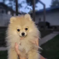 Todd , a male Pomeranian for sale in Neosho, MO – 5 of 5