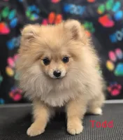 Akc Pomeranian Todd , a male Pomeranian for sale in Neosho, MO – 3 of 9