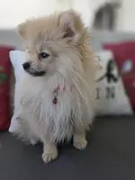 Todd , a male Pomeranian for sale in Neosho, MO – 2 of 5