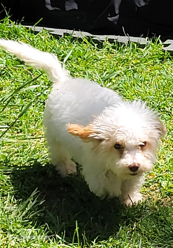 Ozzie – Poodle - Toy  puppy for sale in Neosho, MO