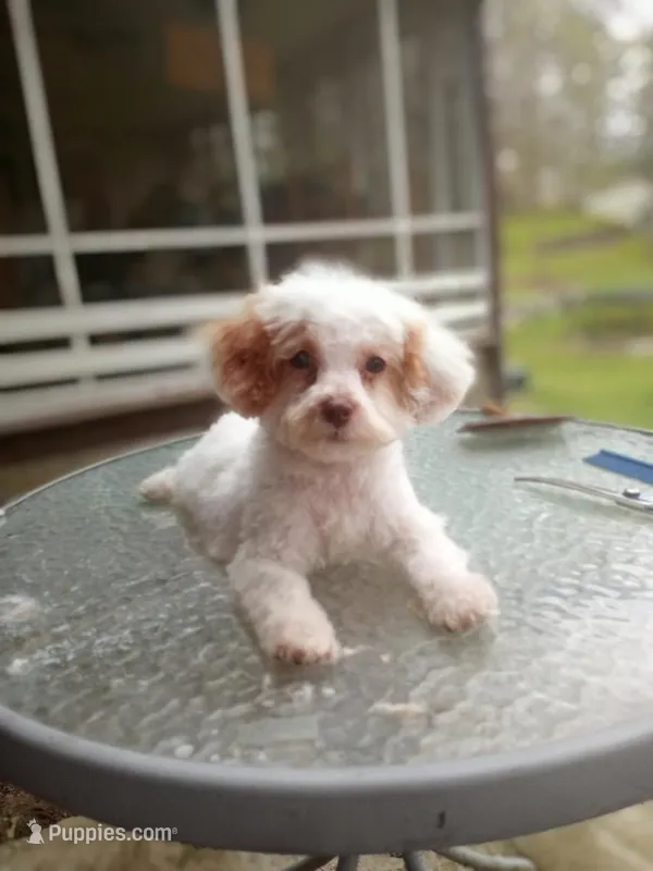 Ozzie, a male Poodle - Toy  for sale in Neosho, MO – Photo 1 of 3