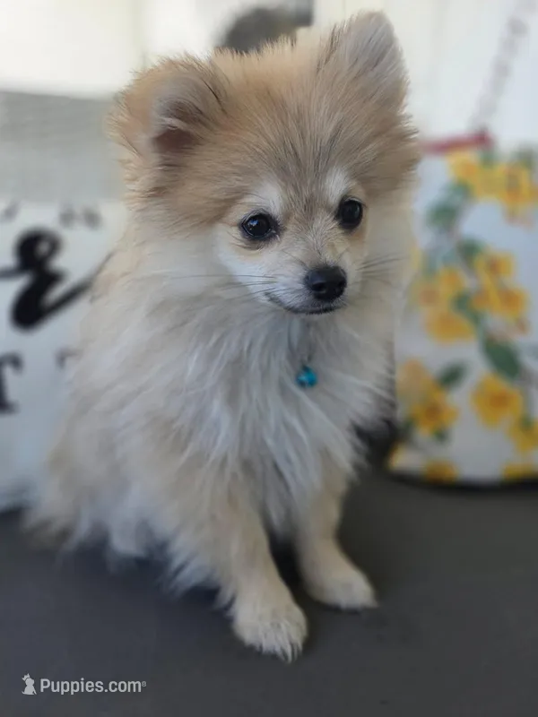 Teddy – Pomeranian puppy for sale in Neosho, MO