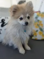 Teddy, a male Pomeranian for sale in Neosho, MO – 1 of 5