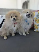 Teddy, a male Pomeranian for sale in Neosho, MO – 5 of 5