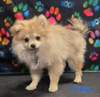 AKC POMERANIAN Teddy, a male Pomeranian for sale in Neosho, MO – 4 of 10