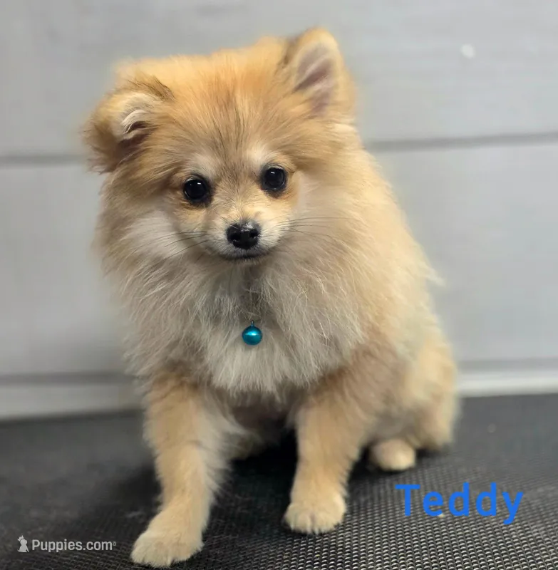 Teddy – Pomeranian puppy for sale in Neosho, MO