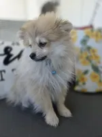 Teddy, a male Pomeranian for sale in Neosho, MO – 4 of 5