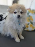 Teddy, a male Pomeranian for sale in Neosho, MO – 2 of 5