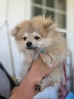 Teddy, a male Pomeranian for sale in Neosho, MO – 3 of 5