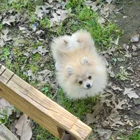 Akc Pomeranian Todd , a male Pomeranian for sale in Neosho, MO – 8 of 9
