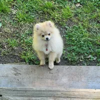 Akc Pomeranian Todd , a male Pomeranian for sale in Neosho, MO – 6 of 9