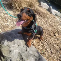 Willie, a male Dachshund for sale in Neosho, MO – Photo 3 of 6