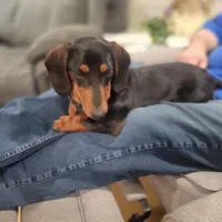 Willie, a male Dachshund for sale in Neosho, MO – Photo 5 of 6