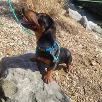 Willie, a male Dachshund for sale in Neosho, MO – Photo 2 of 6