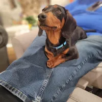 Willie, a male Dachshund for sale in Neosho, MO – Photo 6 of 6