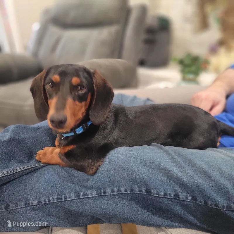 Willie – Dachshund puppy for sale in Neosho, MO