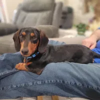 Willie, a male Dachshund for sale in Neosho, MO – Photo 1 of 6