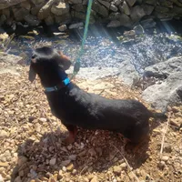 Willie, a male Dachshund for sale in Neosho, MO – Photo 4 of 6