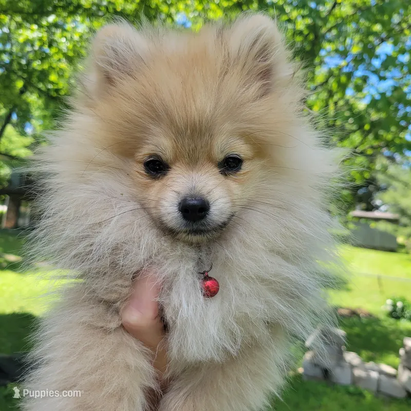 Akc Pomeranian Todd  – Pomeranian puppy for sale in Neosho, MO