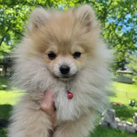 Akc Pomeranian Todd , a male Pomeranian for sale in Neosho, MO – 1 of 9