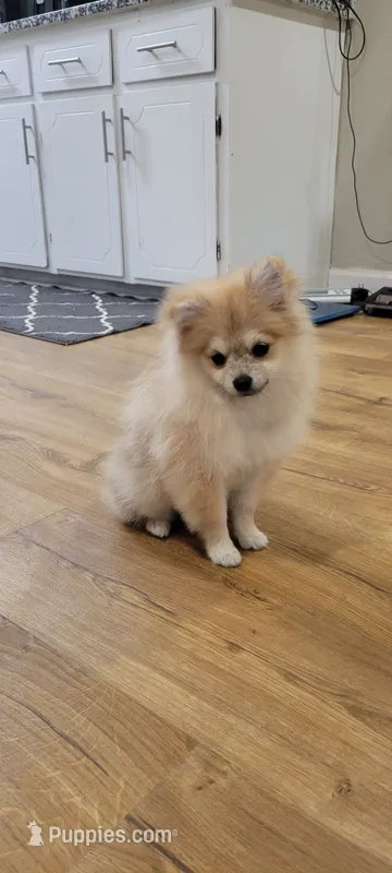 AKC POMERANIAN Teddy – Pomeranian puppy for sale in Neosho, MO